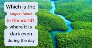 largest forest in the world